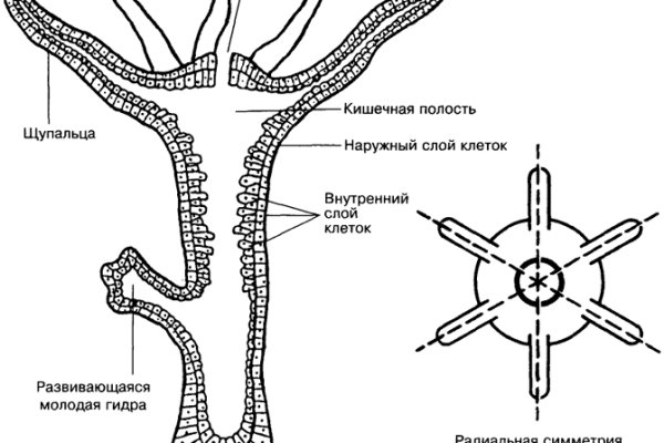 Как попасть на кракен с айфона